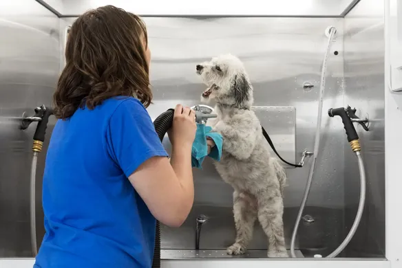 Everything you need to know about the pet grooming business