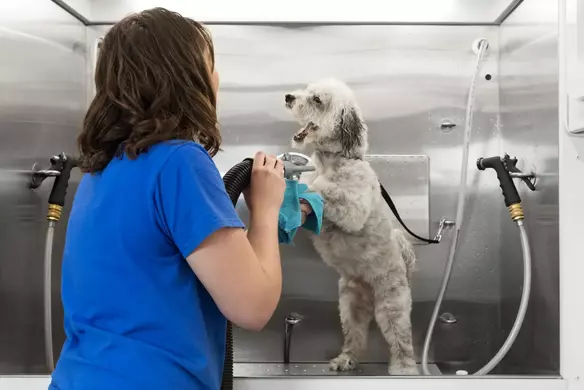 Dog hot sale grooming business