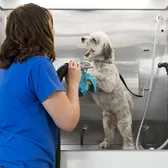 How to Start a Pet Grooming Business (Step-by-Step)