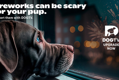 DOGTV ON DIRECTV