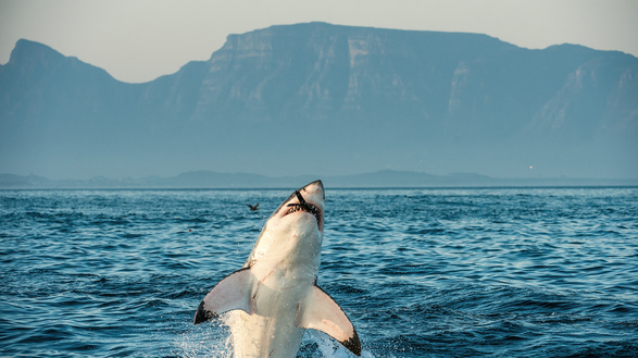 “Live Every Week Like It’s Shark Week!”